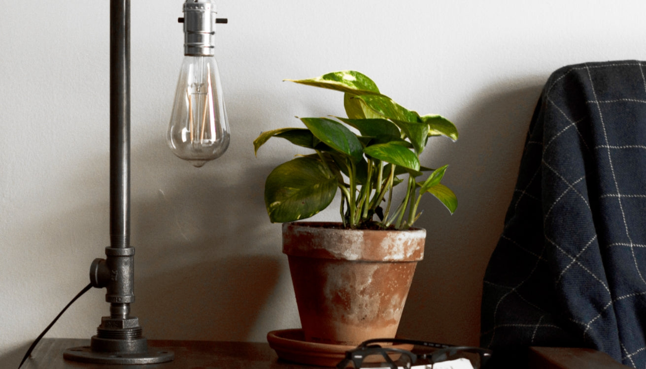 Creative Industrial Planter Ideas for Indoor Spaces